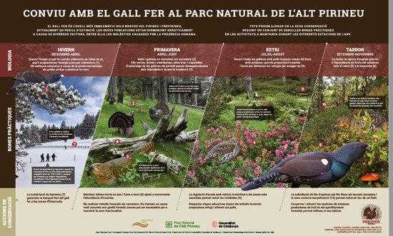 La tranquil·litat del confinament farà que sigui un bon any de cria del gall fer segons experts
