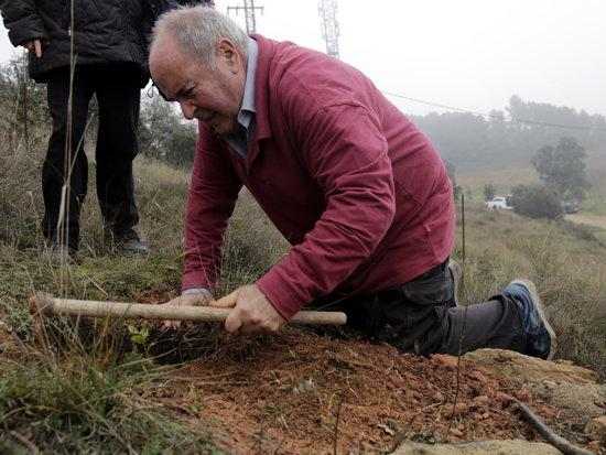 Planten unes tres-centes alzines a la Noguera