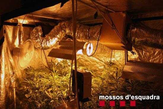 Detingut a Lleida per tenir una plantació de marihuana dins del seu domicili