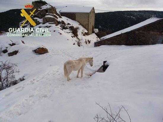 Denunciat per tenir vuit cavalls desnodrits a Soriguera
