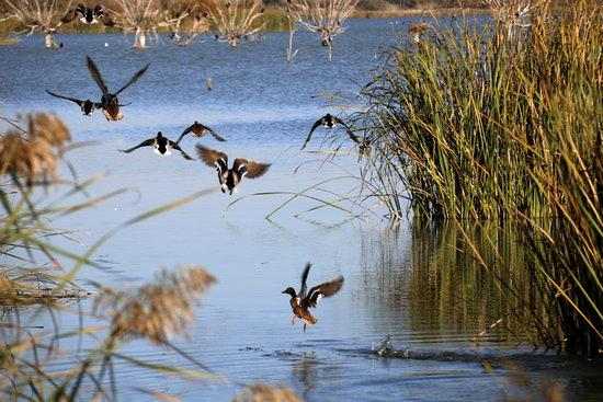 El nombre d'ocells aquàtics hivernants a la demarcació de Lleida disminueix en 1.250 exemplars