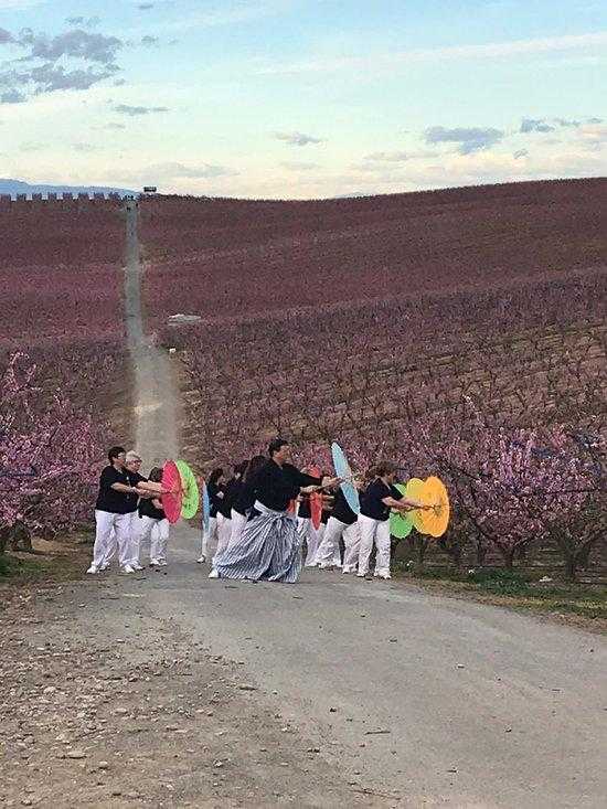 Aitona rep milers de visitants en un cap de setmana "històric" a la campanya de la floració