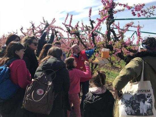 Aitona rep milers de visitants en un cap de setmana "històric" a la campanya de la floració