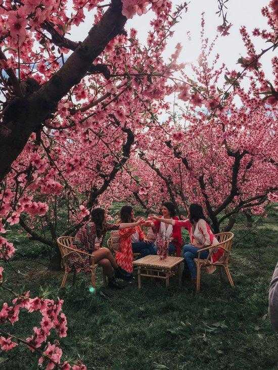 Aitona rep milers de visitants en un cap de setmana "històric" a la campanya de la floració