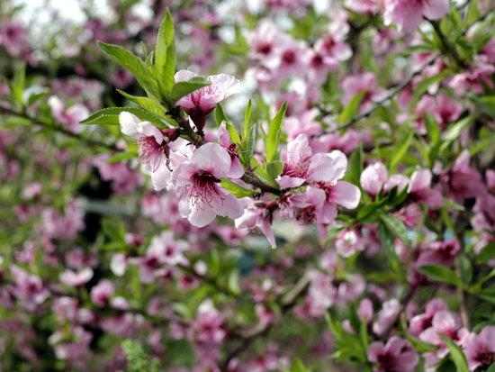 Aitona tanca la campanya de floració amb gairebé 20.000 visitants tot i la suspensió pel coronavirus