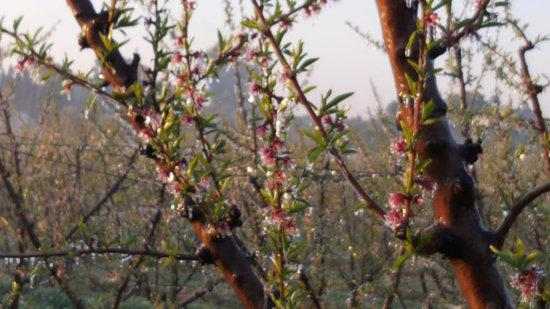 La gelada de la darrera nit alerta els productors de fruita dolça a Lleida