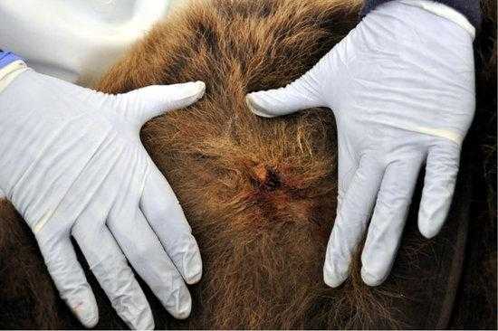 L'atac d'un altre os s'apunta com a possible causa de la mort de Cachou