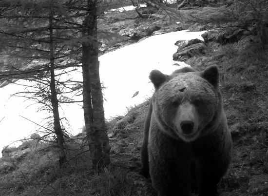 La població d'ossos als Pirineus arriba als 52 exemplars