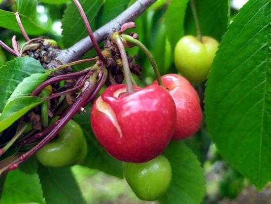 Donen per perduda la producció primerenca de cirera per les pluges dels darrers dies