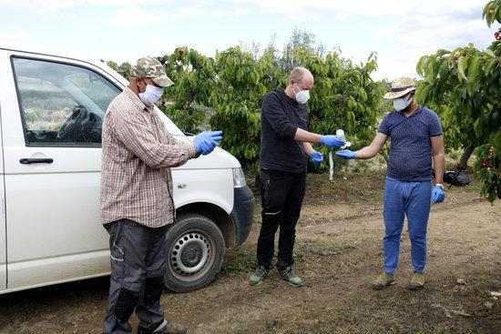 La UGT nega que s'hagi acordat cap protocol de seguretat per a la campanya de la fruita