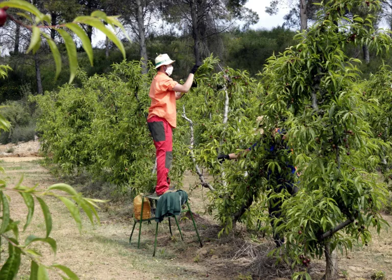 La UGT denuncia que el conveni agropecuari manté grups salarials per sota de l'SMI