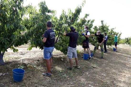 ⏯️ Pocs joves i aturats accepten la crida dels pagesos per treballar a la fruita