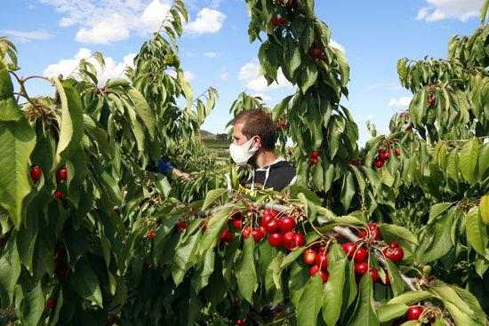 ⏯️ Pocs joves i aturats accepten la crida dels pagesos per treballar a la fruita