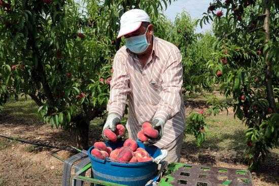 ⏯️ Arrenca la recollida del préssec i la nectarina al Baix Segrià