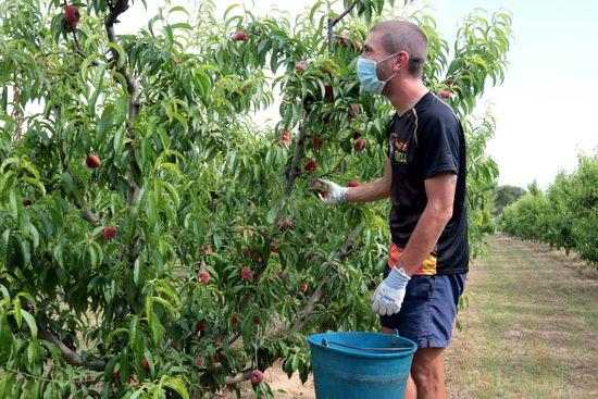 ⏯️ Arrenca la recollida del préssec i la nectarina al Baix Segrià