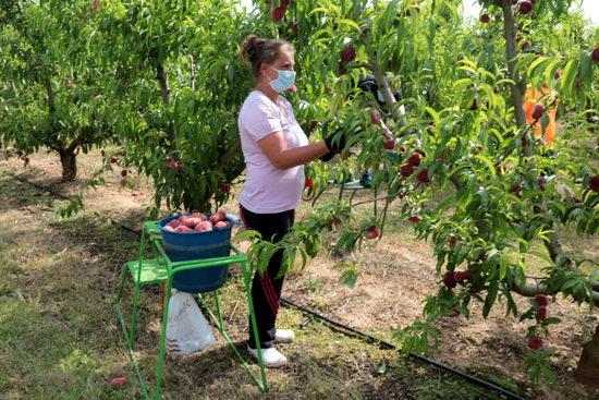 ⏯️ Arrenca la recollida del préssec i la nectarina al Baix Segrià