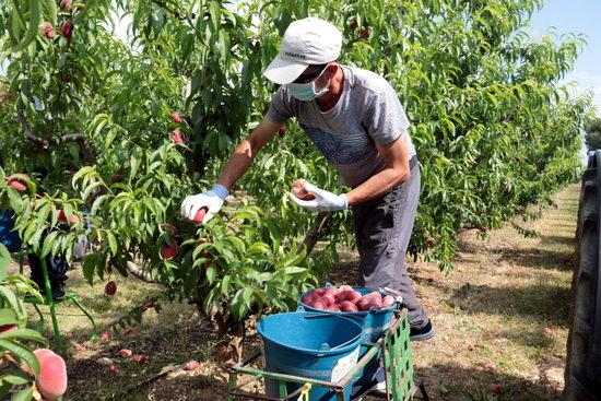 ⏯️ La fruita de pinyol assoleix el millor preu de comercialització dels darrers sis anys