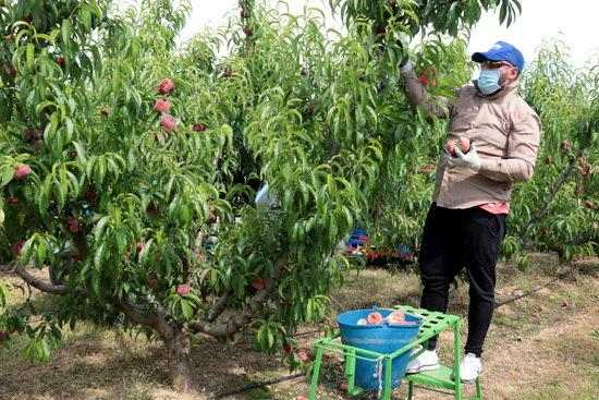 ⏯️ Arrenca la recollida del préssec i la nectarina al Baix Segrià
