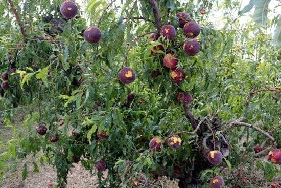 Preveuen fins al 28% menys de producció de fruita de pinyol al Baix Segrià