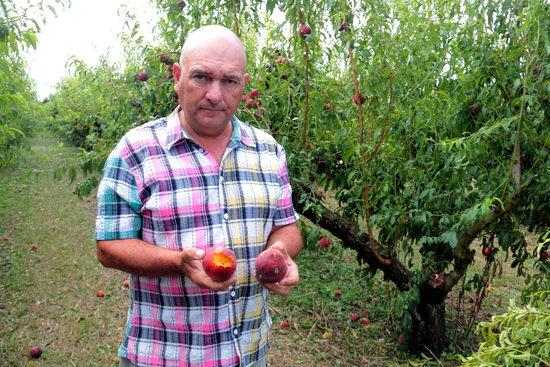 JARC demana indemnitzar amb un 70% del valor de la producció no recol·lectada en cas de baixa del productor o l'empresa