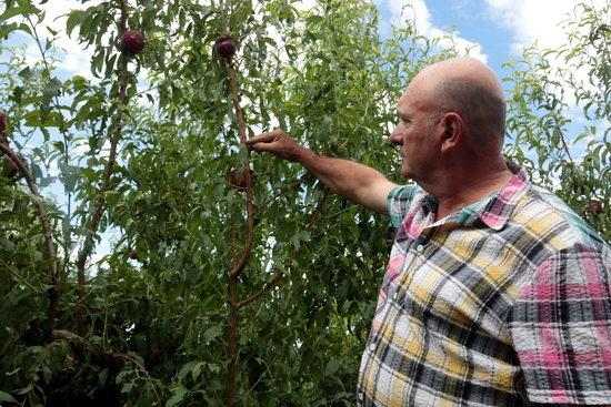 ⏯️ La fruita de pinyol del Baix Segrià, afectada per la pedregada d'aquest dimarts