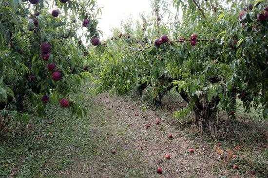 ⏯️ La fruita de pinyol del Baix Segrià, afectada per la pedregada d'aquest dimarts