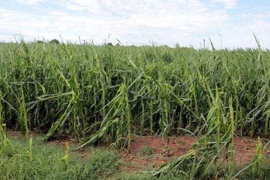⏯️ La fruita de pinyol del Baix Segrià, afectada per la pedregada d'aquest dimarts