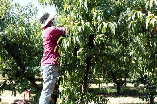 ⏯️ UP rebutja que es responsabilitzi el sector de la fruita del confinament decretat al Segrià