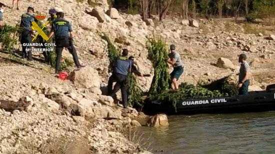 ⏯️ Cinc detinguts pel cultiu de més de 3.000 plantes de marihuana a Camarasa