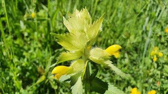Localitzen una nova planta vinculada als prats de dall al Parc Natural de l'Alt d'Urgell