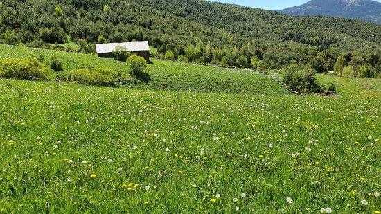 Localitzen una nova planta vinculada als prats de dall al Parc Natural de l'Alt d'Urgell