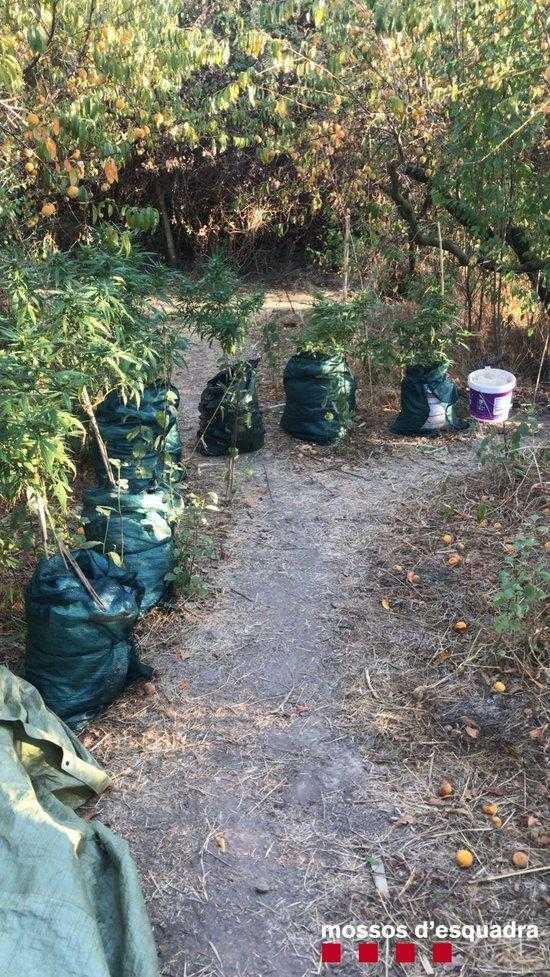 Dos detinguts a Aitona per cultivar 144 plantes de marihuana