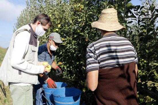 ⏯️ La fruita de pinyol assoleix el millor preu de comercialització dels darrers sis anys
