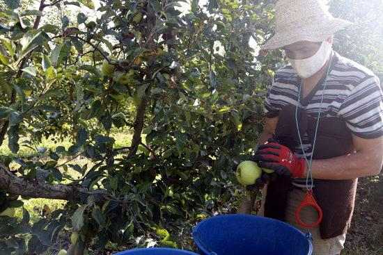 ⏯️ La fruita de pinyol assoleix el millor preu de comercialització dels darrers sis anys