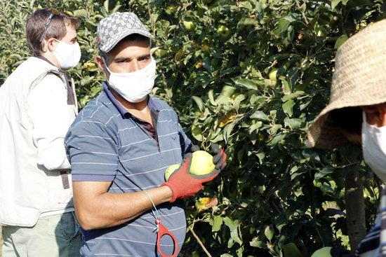 ⏯️ La fruita de pinyol assoleix el millor preu de comercialització dels darrers sis anys