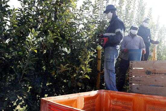 Asaja Lleida defensa el compliment de la normativa per part del sector de la fruita dolça
