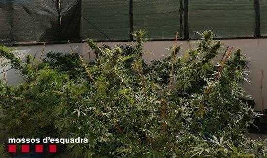 Desmantellades dues plantacions de marihuana a Golmés