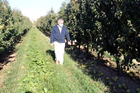 ⏯️ Les ventades provoquen importants danys a cultius i fruita tardana de Ponent