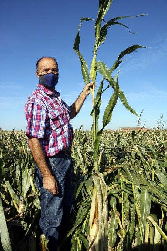 ⏯️ Les ventades provoquen importants danys a cultius i fruita tardana de Ponent