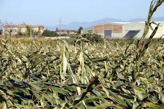 ⏯️ Les ventades provoquen importants danys a cultius i fruita tardana de Ponent