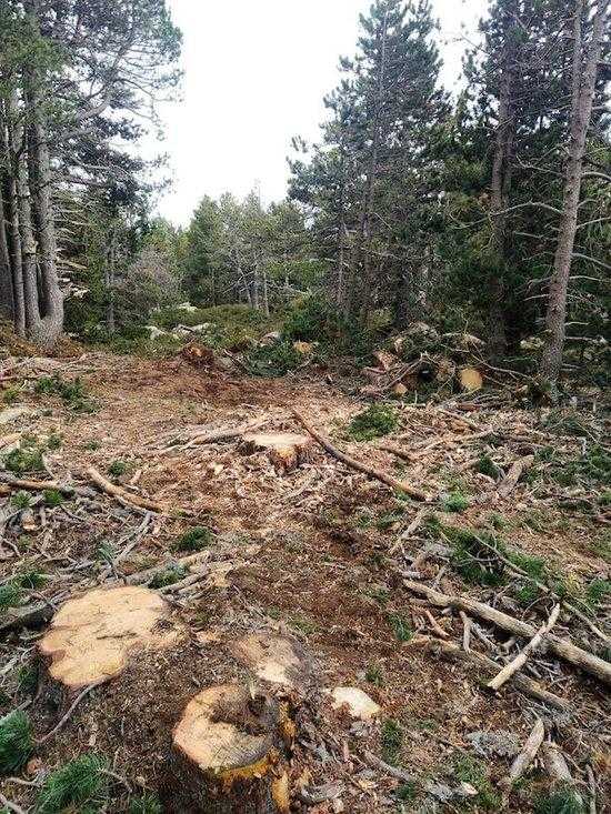 Entitats ecologistes denuncien una tala de bosc en una zona protegida de la Cerdanya