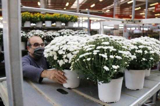 Els floricultors confien en Tots Sants i Nadal per equilibrar els comptes