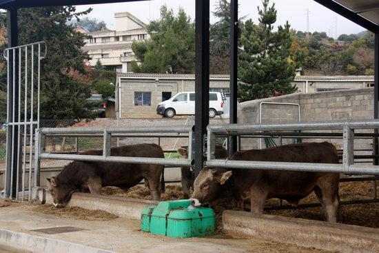 ⏯️ El preu de venda de carn de poltre es manté tot i les restriccions al sector de l'hostaleria