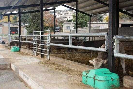 ⏯️ El preu de venda de carn de poltre es manté tot i les restriccions al sector de l'hostaleria