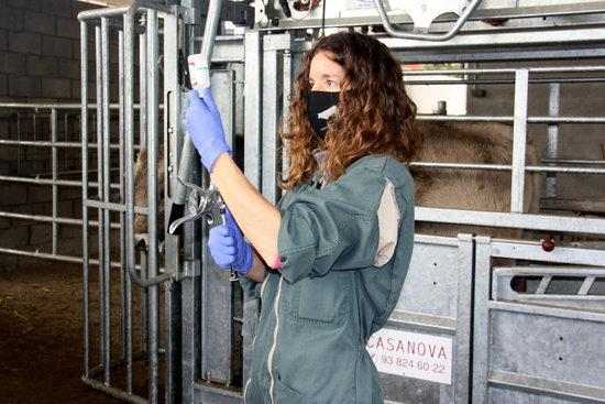 ⏯️ El preu de venda de carn de poltre es manté tot i les restriccions al sector de l'hostaleria
