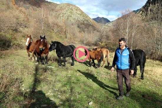 ⏯️ El preu de venda de carn de poltre es manté tot i les restriccions al sector de l'hostaleria