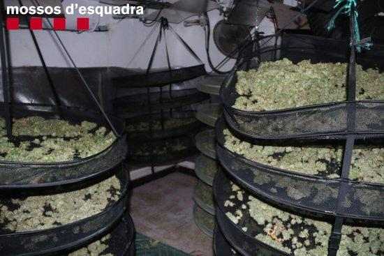 Detinguts per cultivar marihuana en un municipi del Segrià
