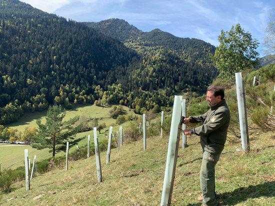 Plantaran 7.000 arbres fruiters entre el Pallars Sobirà i la Val d'Aran per restaurar l'hàbitat de l'os bru