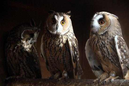 ⏯️ La covid-19 amenaça centres de conservació de la natura i la biodiversitat