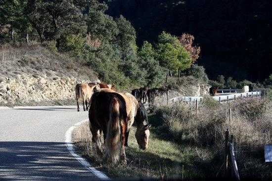 ⏯️ La Fundació Miranda deixa la finca que tenia arrendada per falta de recursos econòmics